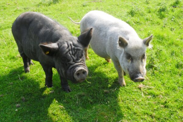 'Heidi and Araminta'